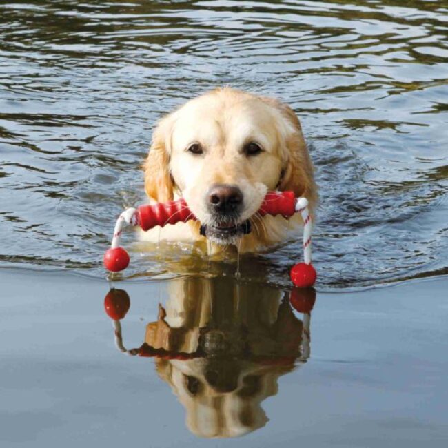 jouet flottant pour chien