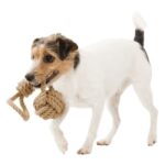 corde de jeu pour chien